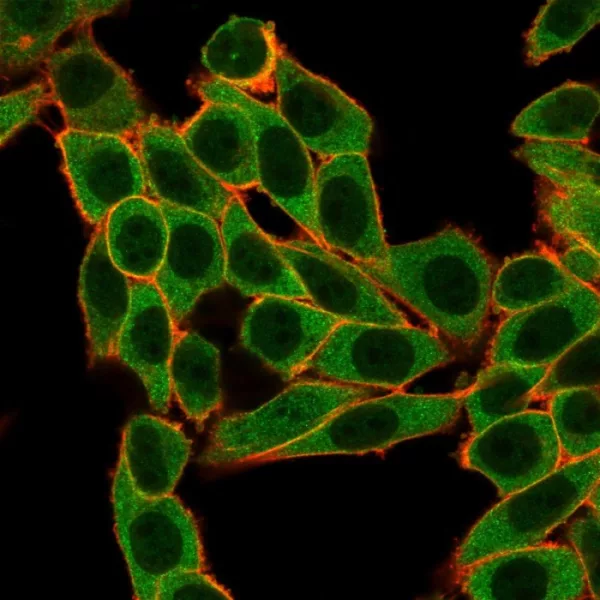 Immunofluorescence Analysis of PFA-fixed HeLa cells stained using SNW1 Mouse Monoclonal Antibody (PCRP-SNW1-1C12) followed by goat anti-mouse IgG-CF488. Membrane stained with phalloidin.
