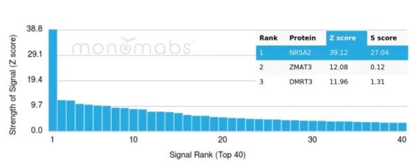 Analysis of Protein Array containing more than 19,000 full-length human proteins using NR5A2 Mouse Monoclonal Antibody (PCRP-NR5A2-1B8). Z- and S- Score: The Z-score represents the strength of a signal that a monoclonal antibody (MAb) (in combination with a fluorescently-tagged anti-IgG secondary antibody) produces when binding to a particular protein on the HuProtTM array. Z-scores are described in units of standard deviations (SD's) above the mean value of all signals generated on that array. If targets on HuProtTM are arranged in descending order of the Z-score, the S-score is the difference (also in units of SD's) between the Z-score. S-score therefore represents the relative target specificity of a MAb to its intended target.  A MAb is considered to specific to its intended target, if the MAb has an S-score of at least 2.5. For example, if a MAb binds to protein X with a Z-score of 43 and to protein Y with a Z-score of 14, then the S-score for the binding of that MAb to protein X is equal to 29.