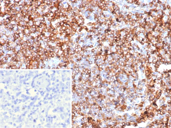 GBP1 Antibody - Image 2