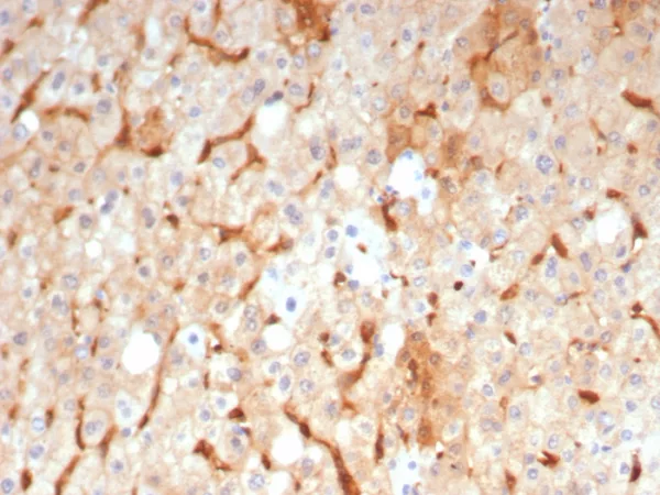 GBP1 Antibody - Image 3