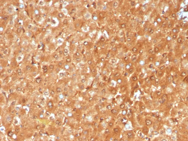 GCHFR Antibody - Image 2