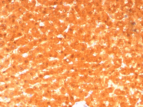 GCHFR Antibody - Image 2