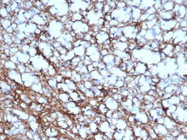 GFAP (Astrocyte & Neural Stem Cell Marker) Antibody - Image 2