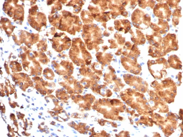 Formalin-fixed, paraffin-embedded human stomach stained with CD57 Mouse Monoclonal Antibody (NK1/7565). HIER: Tris/EDTA, pH9.0, 45min. 2°C: HRP-polymer, 30min. DAB, 5min.