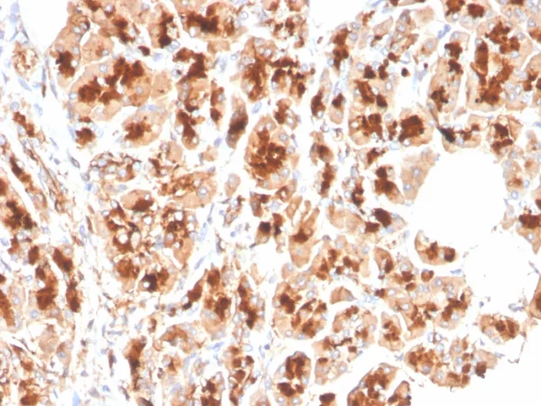 GP2 (Glycoprotein 2) / ZAP75 Antibody - Image 2