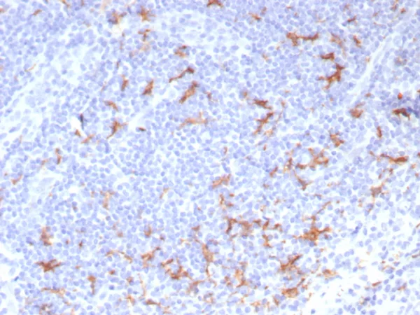 Formalin-fixed, paraffin-embedded human tonsil stained with CD163L1 Mouse Monoclonal Antibody (CD163L1/7971). HIER: Tris/EDTA, pH9.0, 45min. 2°C: HRP-polymer, 30min. DAB, 5min.