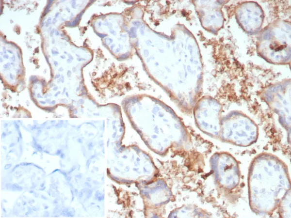 Formalin-fixed, paraffin-embedded human placenta stained with  PD-L1 Recombinant Rabbit Monoclonal Antibody (PDL1/8809R). Inset: PBS instead of primary antibody; secondary only negative control.