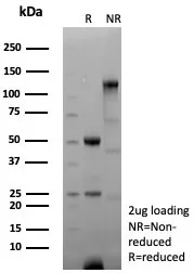 Annexin A1 Antibody in SDS-PAGE