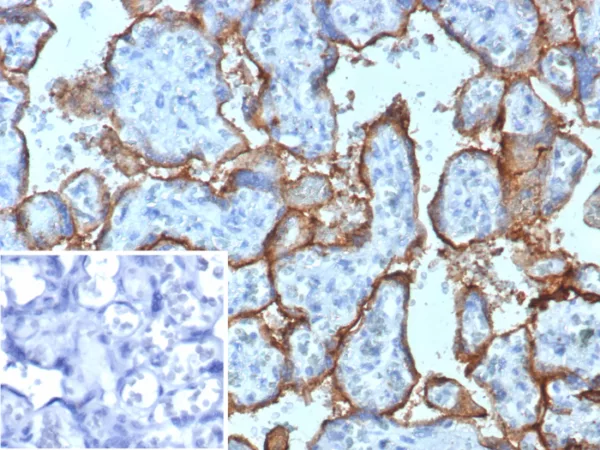 CD168 / RHAMM Antibody