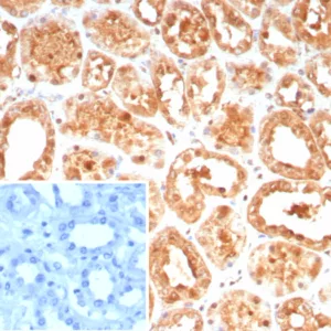Formalin-fixed, paraffin-embedded human kidney stained with HSPA1A Mouse Monoclonal Antibody (HSPA1A/7936). Inset: PBS instead of primary antibody; secondary only negative control.