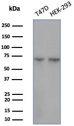 Western blot analysis of T47D & HEK-293 cell lysates using HSPA1B Mouse Monoclonal Antibody (HSPA1B/7625).