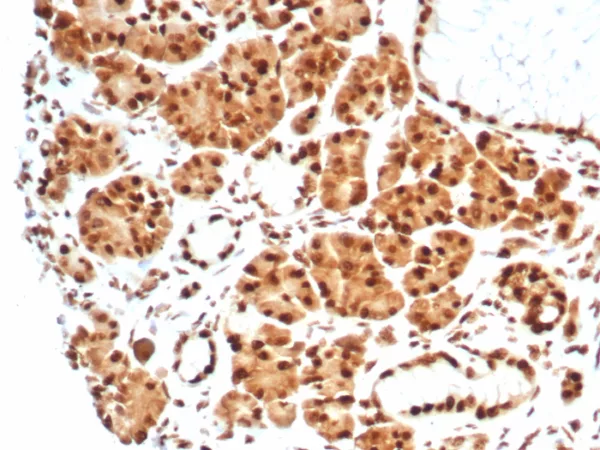 Formalin-fixed, paraffin-embedded human salivary gland stained with HSPA1B Mouse Monoclonal Antibody (HSPA1B/7628). HIER: Tris/EDTA, pH9.0, 45min. 2°C: HRP-polymer, 30min. DAB, 5min.