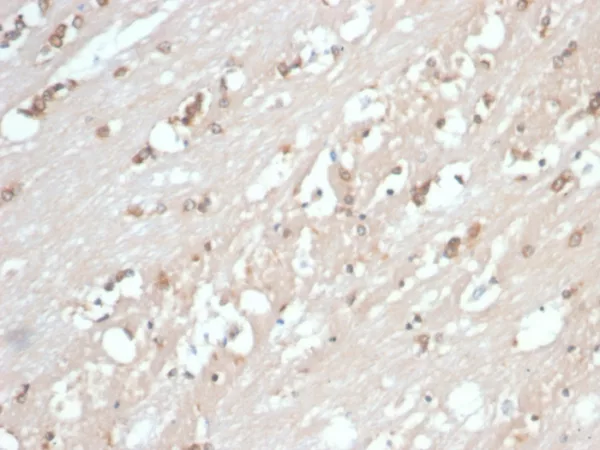 HSP90AB1 (Heat Shock Protein 90) Antibody - Image 2