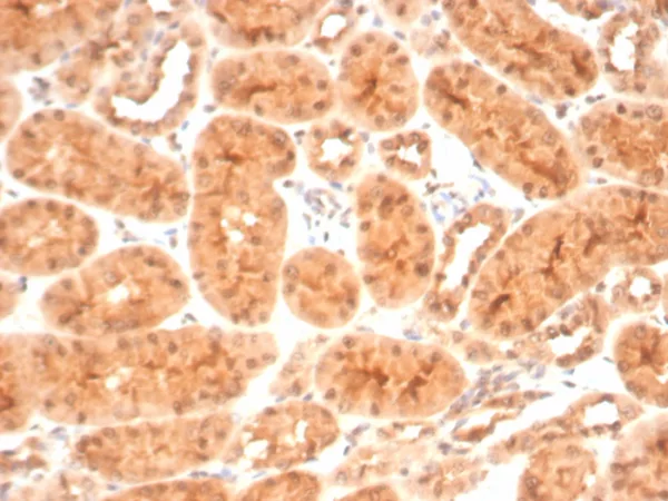 HSP90AB1 (Heat Shock Protein 90) Antibody - Image 4