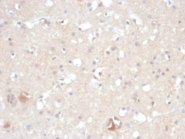 HSP90AB1 (Heat Shock Protein 90) Antibody - Image 5