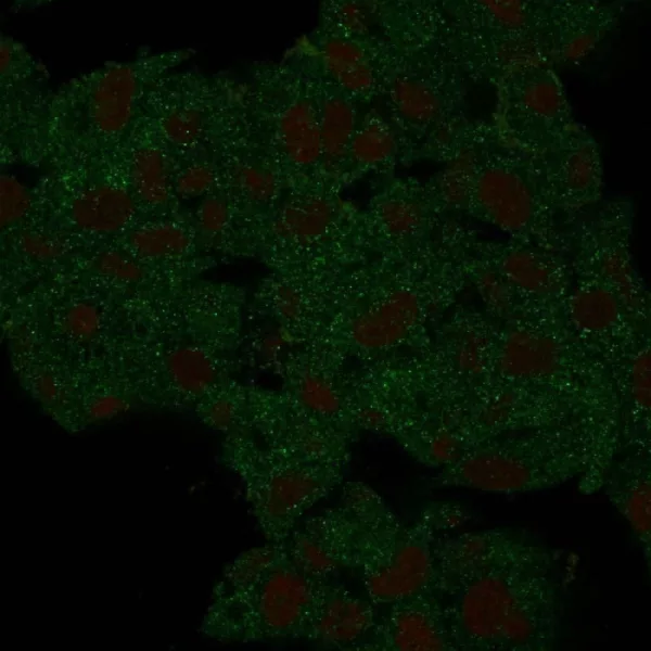 HSP90AB1 (Heat Shock Protein 90) Antibody - Image 6