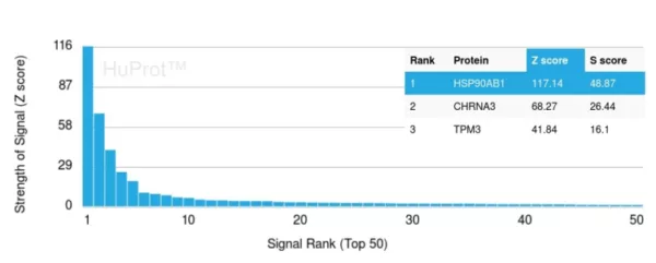HSP90AB1 (Heat Shock Protein 90) Antibody - Image 7