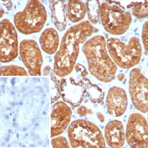 Formalin-fixed, paraffin-embedded human kidney stained with HSP60 Rabbit Recombinant Monoclonal Antibody (HSPD1/8406R). Inset: PBS instead of primary antibody; secondary only negative control.