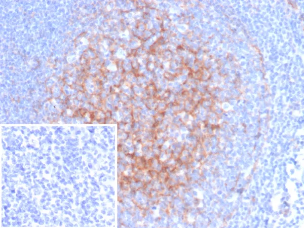 Formalin-fixed, paraffin-embedded human tonsil stained with CD54 / ICAM-1 Mouse Monoclonal Antibody (ICAM1/6968). Inset: PBS instead of primary antibody; secondary only negative control.