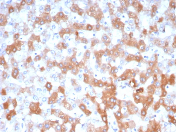 Formalin-fixed, paraffin-embedded human liver stained with Apolipoprotein H Mouse Monoclonal Antibody (APOH/3705). HIER: Tris/EDTA, pH9.0, 45min. 2°C: HRP-polymer, 30min. DAB, 5min.