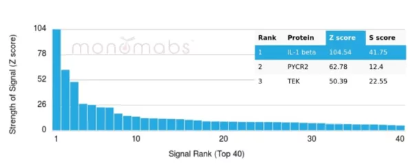 Analysis of Protein Array containing more than 19,000 full-length human proteins using Interleukin-1 Beta (IL-1B)-Monospecific Mouse Monoclonal Antibody (IL1B/4649). Z- and S- Score: The Z-score represents the strength of a signal that a monoclonal antibody (MAb) (in combination with a fluorescently-tagged anti-IgG secondary antibody) produces when binding to a particular protein on the HuProtTM array. Z-scores are described in units of standard deviations (SD's) above the mean value of all signals generated on that array. If targets on HuProtTM are arranged in descending order of the Z-score, the S-score is the difference (also in units of SD's) between the Z-score. S-score therefore represents the relative target specificity of a MAb to its intended target.  A MAb is considered to specific to its intended target, if the MAb has an S-score of at least 2.5. For example, if a MAb binds to protein X with a Z-score of 43 and to protein Y with a Z-score of 14, then the S-score for the binding of that MAb to protein X is equal to 29.