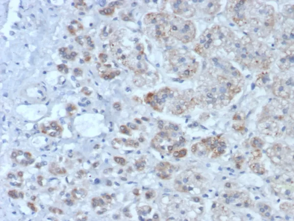 IL1RN / IL-1RN / IL1RA (Interleukin-1RA) Antibody - Image 3