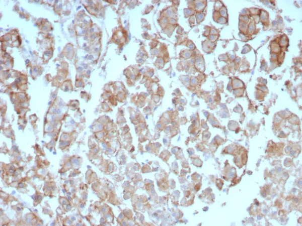 Formalin-fixed, paraffin-embedded human adrenal gland stained with Purified Interleukin-2 (IL-2) Mouse Monoclonal Antibody (IL2/8712). HIER: Tris/EDTA, pH9.0, 45min. 2°C: HRP-polymer, 30min. DAB, 5min.