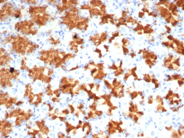 Formalin-fixed, paraffin-embedded human stomach stained with Interleukin-2 (IL-2) Mouse Monoclonal Antibody (IL2/4985). HIER: Tris/EDTA, pH9.0, 45min. 2°C: HRP-polymer, 30min. DAB, 5min.