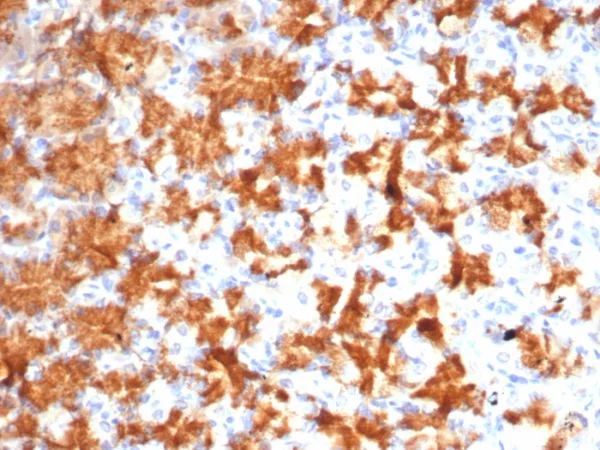 Formalin-fixed, paraffin-embedded human stomach stained with Interleukin-2 (IL-2) Mouse Monoclonal Antibody (IL2/4986). HIER: Tris/EDTA, pH9.0, 45min. 2°C: HRP-polymer, 30min. DAB, 5min.