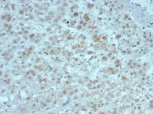 Formalin-fixed, paraffin-embedded human adrenal gland stained with Interleukin-15 Recombinant Mouse Monoclonal Antibody (rIL15/8049). HIER: Tris/EDTA, pH9.0, 45min. 2°C: HRP-polymer, 30min. DAB, 5min.