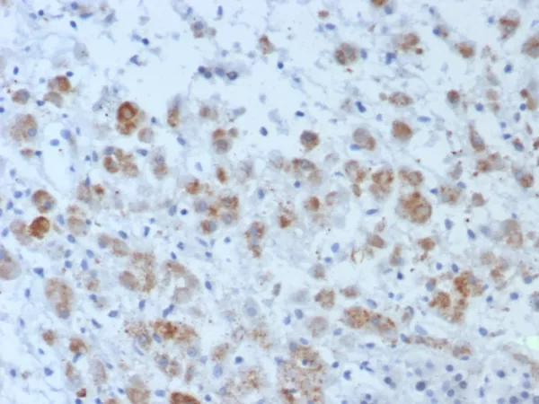 Formalin-fixed, paraffin-embedded human adrenal gland stained with Interleukin-15 (IL-15) Mouse Monoclonal Antibody (IL15/4696). HIER: Tris/EDTA, pH9.0, 45min. 2°C: HRP-polymer, 30min. DAB, 5min.