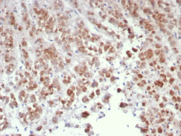 Formalin-fixed, paraffin-embedded human adrenal gland stained with Interleukin-15 (IL-15) Mouse Monoclonal Antibody (IL15/4699). HIER: Tris/EDTA, pH9.0, 45min. 2°C: HRP-polymer, 30min. DAB, 5min.