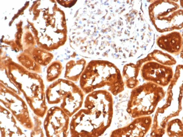 IL-6 (Interleukin-6) / Interferon beta-2 (Hybridoma Growth Factor) Antibody