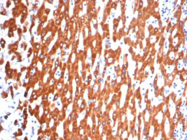 IL-6 (Interleukin-6) / Interferon beta-2 (Hybridoma Growth Factor) Antibody - Image 2