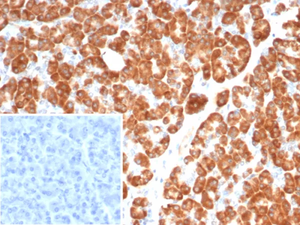 IL-6 (Interleukin-6) / Interferon beta-2 (Hybridoma Growth Factor) Antibody