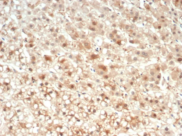 IL-6 (Interleukin-6) / Interferon beta-2 (Hybridoma Growth Factor) Antibody - Image 2