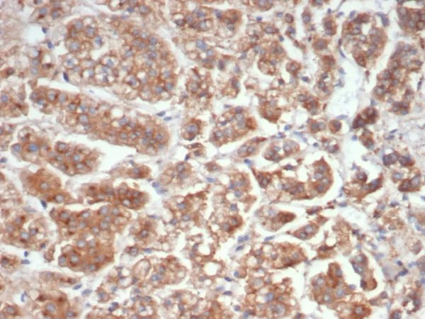 Formalin-fixed, paraffin-embedded human adrenal gland stained with IL-18 Mouse Monoclonal Antibody (IL18/4626). HIER: Tris/EDTA, pH9.0, 45min. 2°C: HRP-polymer, 30min. DAB, 5min.