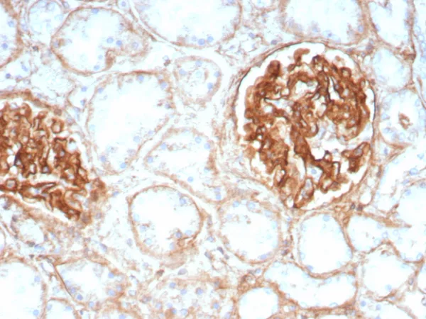 Formalin-fixed, paraffin-embedded human kidney stained with CD29 Recombinant Rabbit Monoclonal Antibody (ITGB1/8744R). HIER: Tris/EDTA, pH9.0, 45min. 2°C: HRP-polymer, 30min. DAB, 5min.