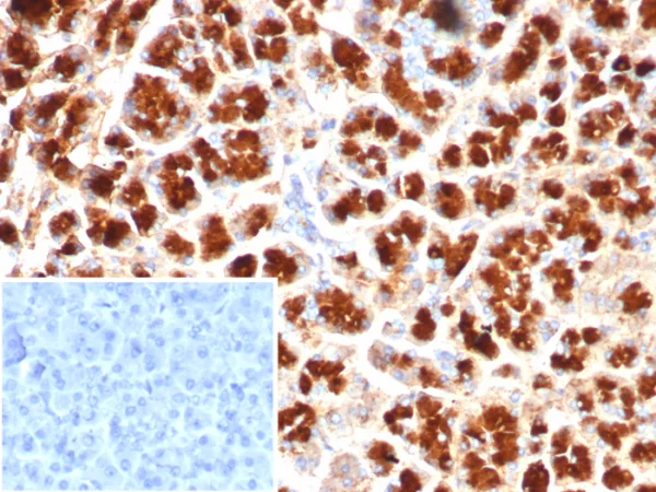 GIRK2 (Interleukin-6) / Interferon beta-2 (Hybridoma Growth Factor) Antibody