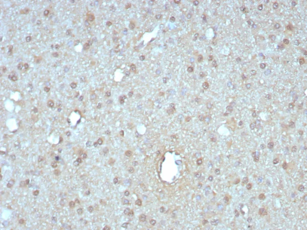 GIRK2 (Interleukin-6) / Interferon beta-2 (Hybridoma Growth Factor) Antibody - Image 2