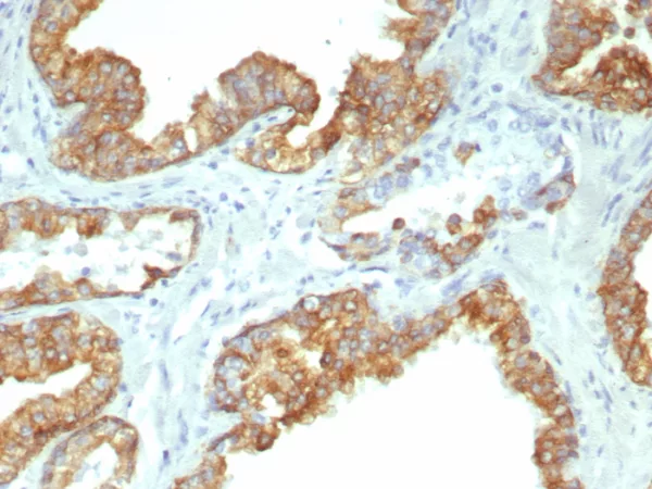 Recombinant Cytokeratin 19 (Pancreatic Stem Cell Marker) Antibody - Image 2