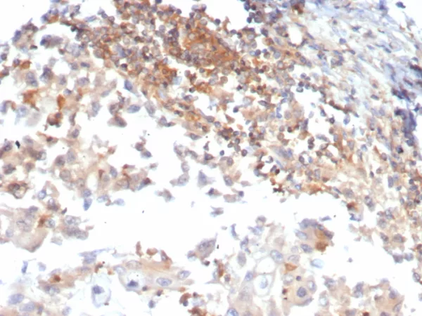 Luteinizing Hormone / Choriogonadotropin Receptor (LHCGR) Antibody - Image 2