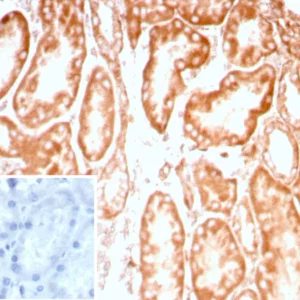 Formalin-fixed, paraffin-embedded human kidney stained with CD91 / LRP1 Recombinant Rabbit Monoclonal Antibody (LRP1/8947R) Inset: PBS instead of primary antibody; secondary only negative control.