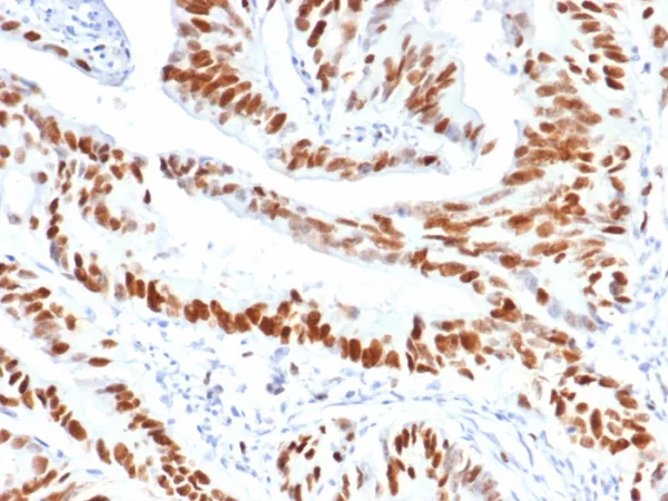 MCM3 (Proliferation Marker) Antibody - Image 2