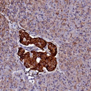 Formalin-fixed, paraffin-embedded human pancreas stained with  CD99 Mouse Monoclonal Antibody (MIC2/7863). HIER: Tris/EDTA, pH9.0, 45min. 2°C: HRP-polymer, 30min. DAB, 5min.
