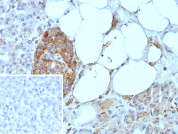 Formalin-fixed, paraffin-embedded human pancreas stained with  CD99 Recombinant Mouse Monoclonal Antibody (rMIC2/8497). Inset: PBS instead of primary antibody; secondary only negative control.