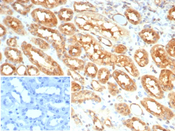 MIF (Macrophage Migration Inhibitory Factor) Antibody