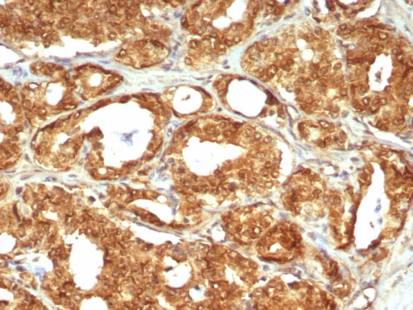 MIF (Macrophage Migration Inhibitory Factor) Antibody - Image 2