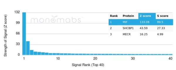 Analysis of Protein Array containing more than 19,000 full-length human proteins using MIF-Monospecific Mouse Monoclonal Antibody (MIF/6282). Z- and S- Score: The Z-score represents the strength of a signal that a monoclonal antibody (MAb) (in combination with a fluorescently-tagged anti-IgG secondary antibody) produces when binding to a particular protein on the HuProtTM array. Z-scores are described in units of standard deviations (SD's) above the mean value of all signals generated on that array. If targets on HuProtTM are arranged in descending order of the Z-score, the S-score is the difference (also in units of SD's) between the Z-score. S-score therefore represents the relative target specificity of a MAb to its intended target.  A MAb is considered to specific to its intended target, if the MAb has an S-score of at least 2.5. For example, if a MAb binds to protein X with a Z-score of 43 and to protein Y with a Z-score of 14, then the S-score for the binding of that MAb to protein X is equal to 29.