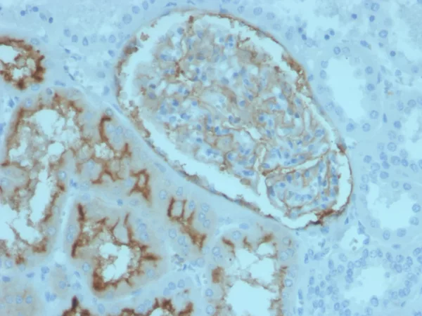 Formalin-fixed, paraffin-embedded human kidney stained with CD10 Mouse Monoclonal Antibody (MME/4236). HIER: Tris/EDTA, pH9.0, 45min. 2°C: HRP-polymer, 30min. DAB, 5min.